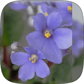 The velvety rosette of an African violet.