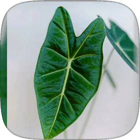 A large arrow-shaped Alocasia leaf with pale veins.