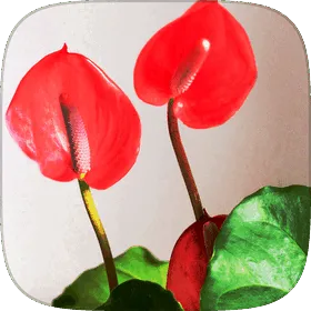 An anthurium leaf and its red spathe.