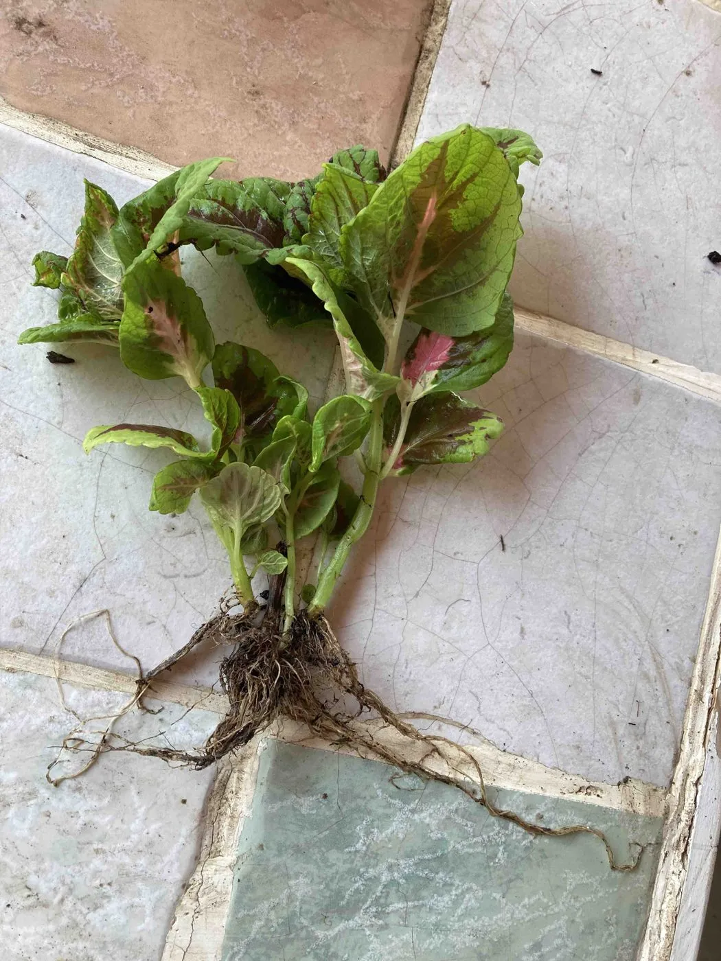 Coleus with pink-centered green leaves lying bare-root on a tiled table, soil washed from its roots