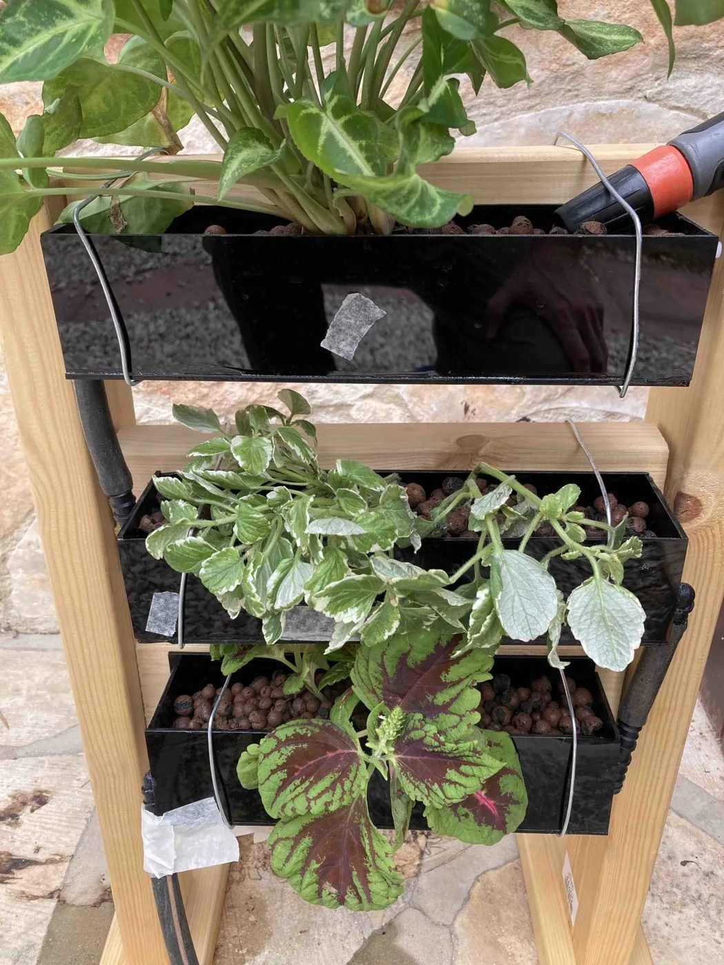 Coleus freshly planted in the bottom planter of a wooden three-tier stand, day 1