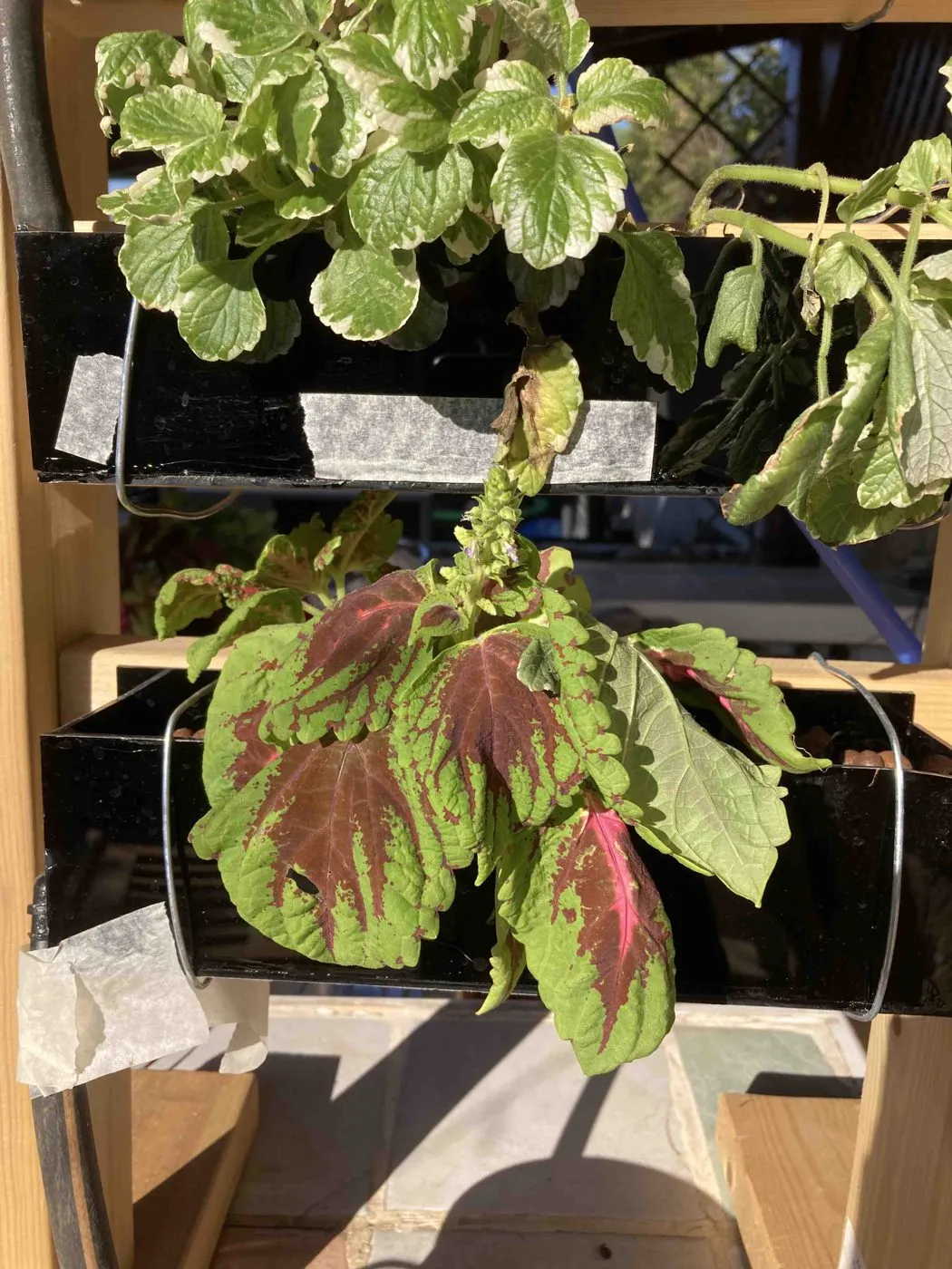 Coleus with limp, drooping leaves and a young flower spike rising from the center, day 4