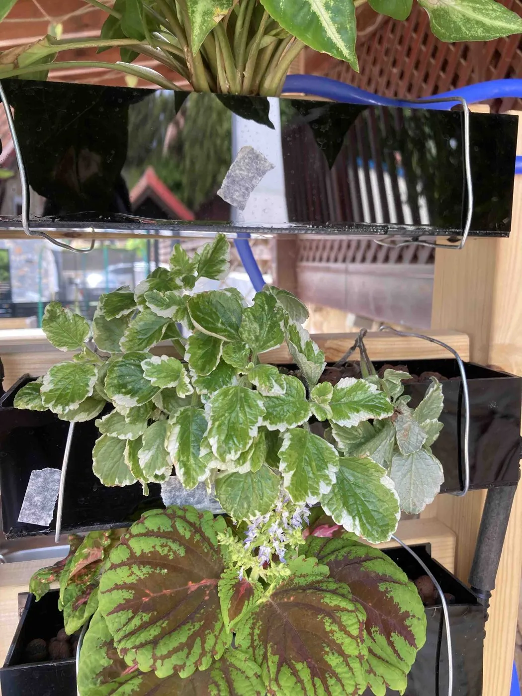 Coleus with a spike of small blue-lilac flowers rising above maroon and lime-green leaves, day 11