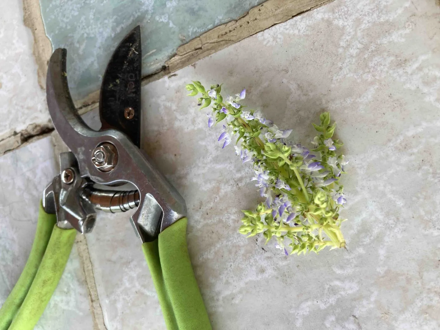 Cut coleus flower spike with small lilac flowers lying next to pruning shears on a stone tile