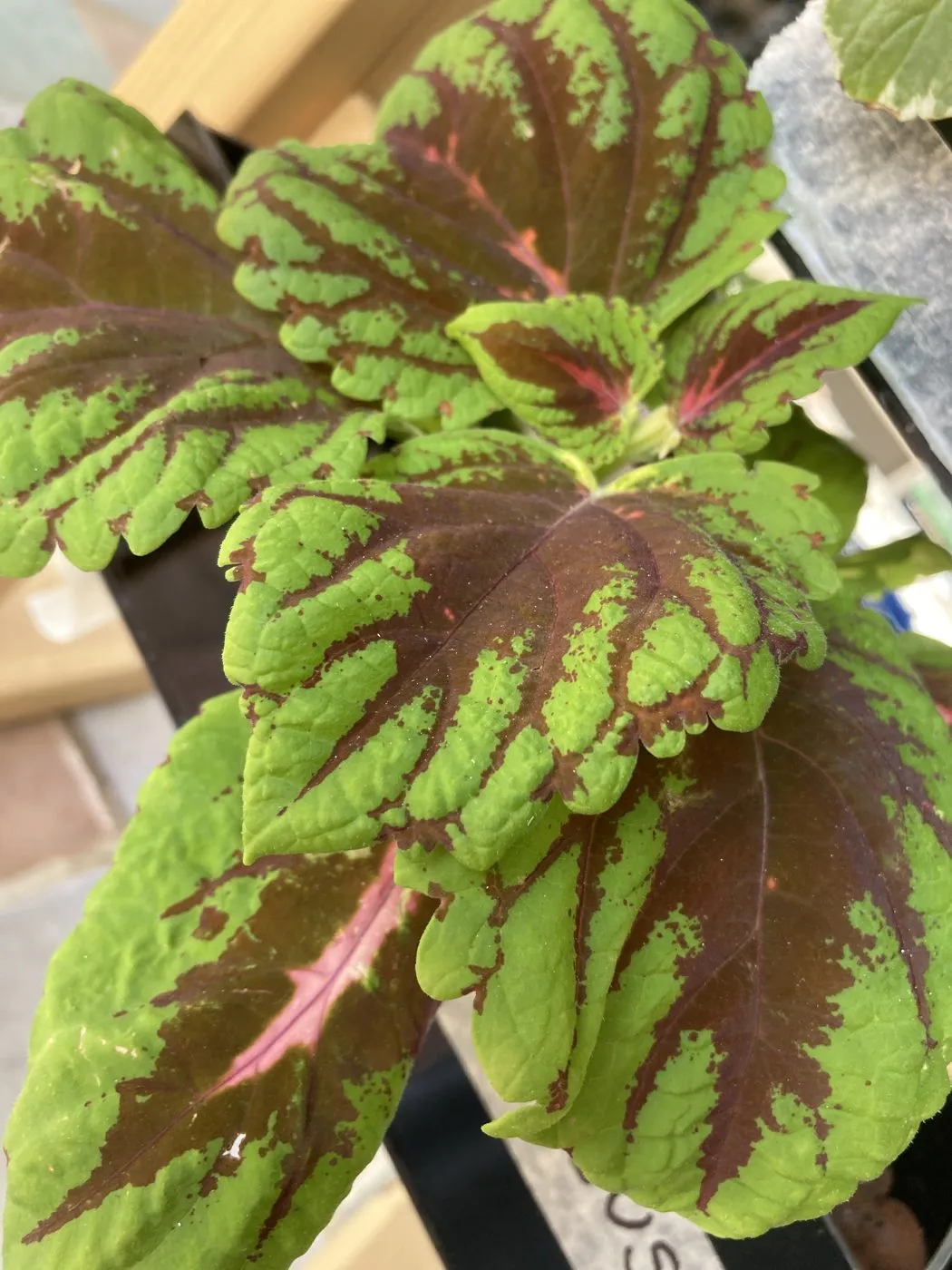 Close-up of coleus leaves with deep maroon centers, pink veins and lime-green scalloped edges
