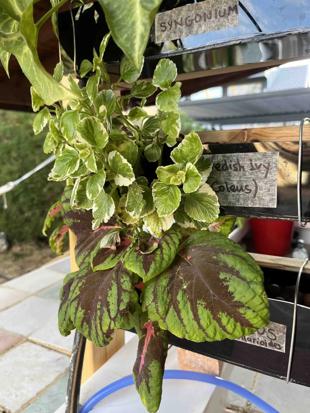 Large coleus spilling over the bottom planter of Frankie on day 42, with variegated Swedish ivy above