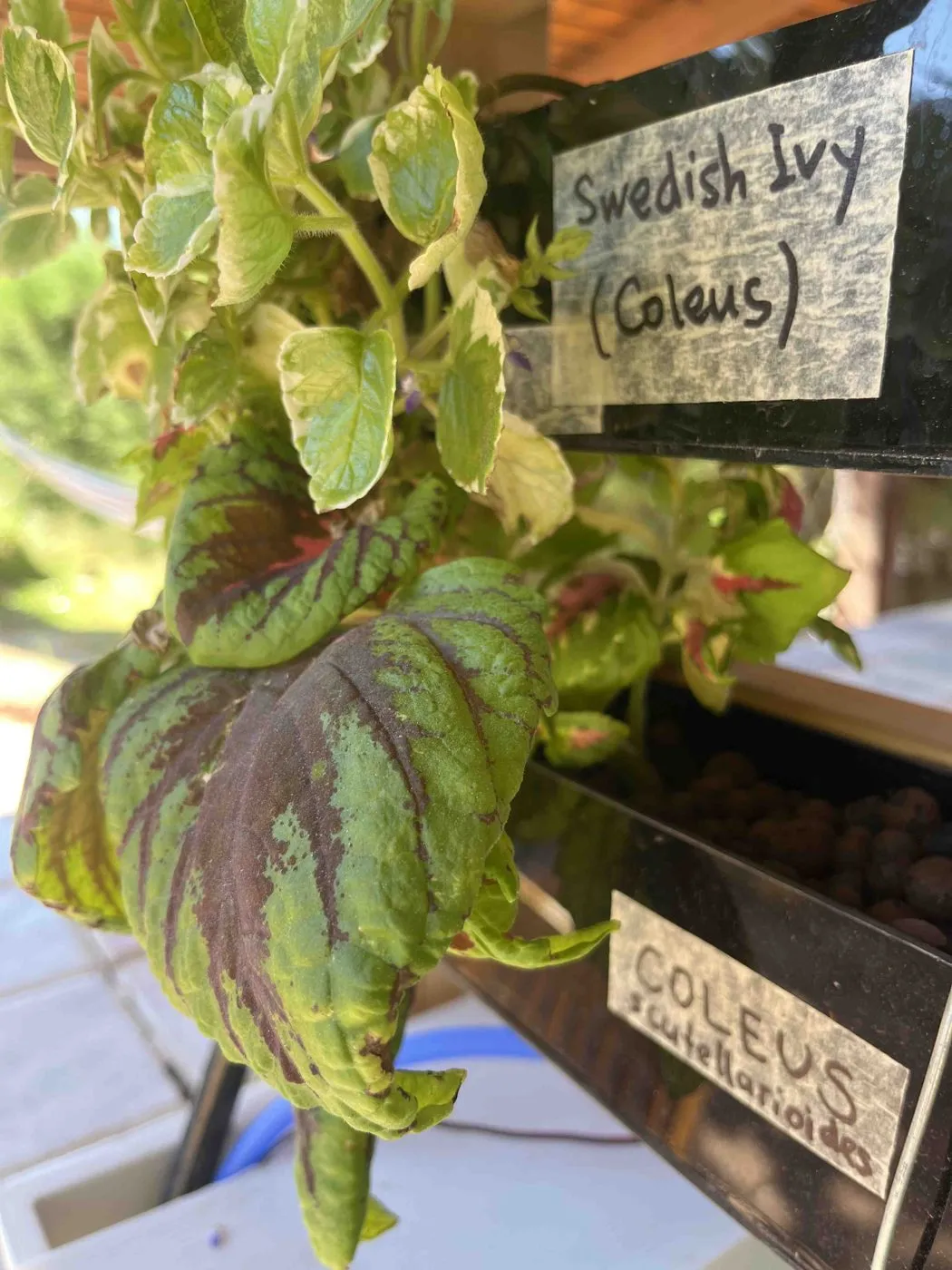 Coleus leaves hanging limp with lighter, yellow-green patches on day 54, next to planter labels