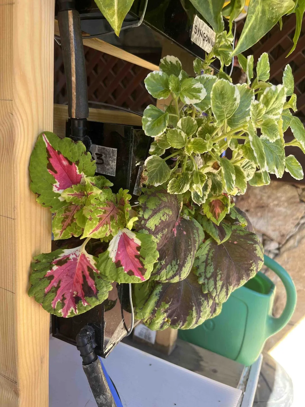 Coleus side shoot with hot-pink centers and cream-yellow edges, very different from the maroon and lime main plant