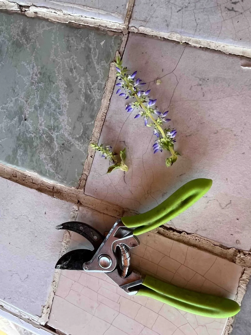 Two cut coleus flower stems with lilac blooms next to pruning shears, day 54