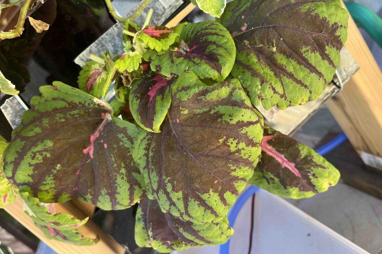Coleus with large scalloped leaves, maroon centers and lime-green edges, filling its planter.