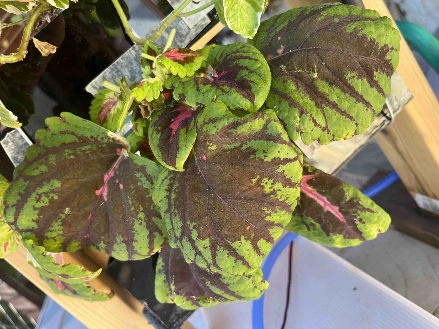 Coleus with large scalloped leaves, maroon centers and lime-green edges, filling the bottom planter of Frankie on day 54 after pruning