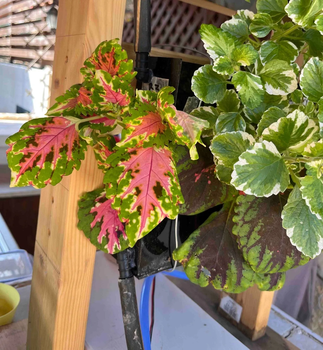Coleus leaves on day 66 with pink centers and pale yellow-green edges, next to variegated Swedish ivy on Frankie's wooden stand.