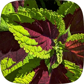 Coleus leaves in deep wine red with serrated lime-green edges.