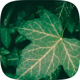 Lobed English ivy leaves on a climbing stem.