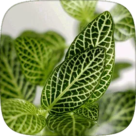 Fittonia leaves veined in white.