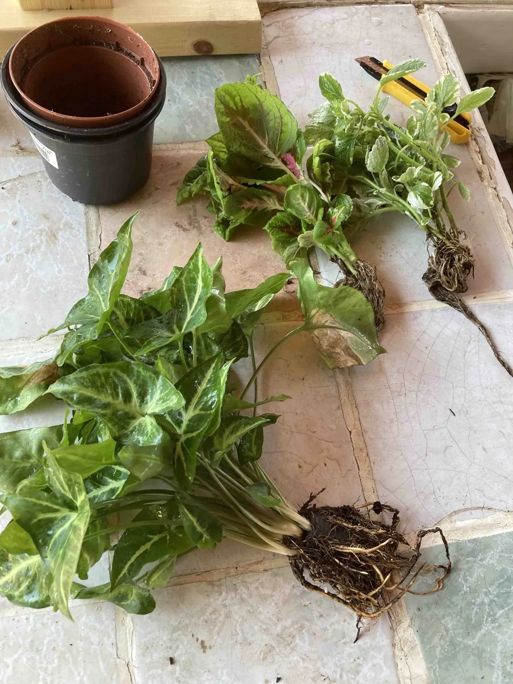 Syngonium, coleus and variegated Swedish ivy laid out bare-root on a tiled table on planting day