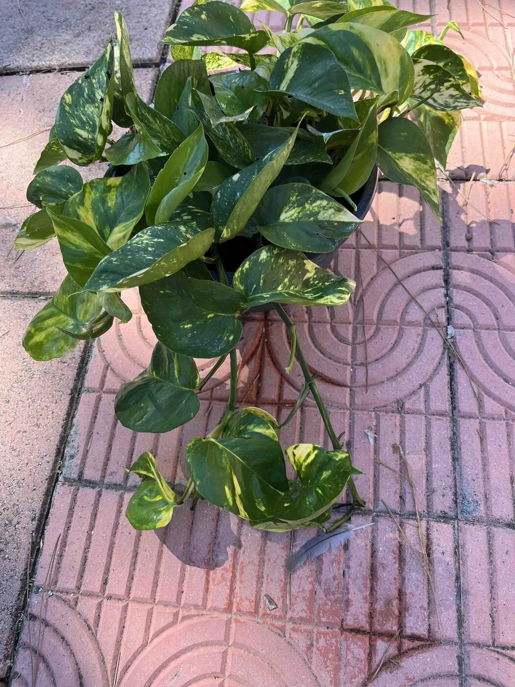 A golden pothos in a nursery pot, heart-shaped green leaves streaked with yellow.