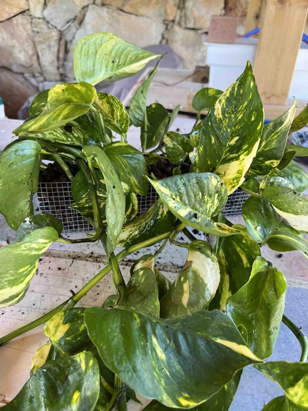 Golden pothos planted in a wire-mesh cup of LECA.