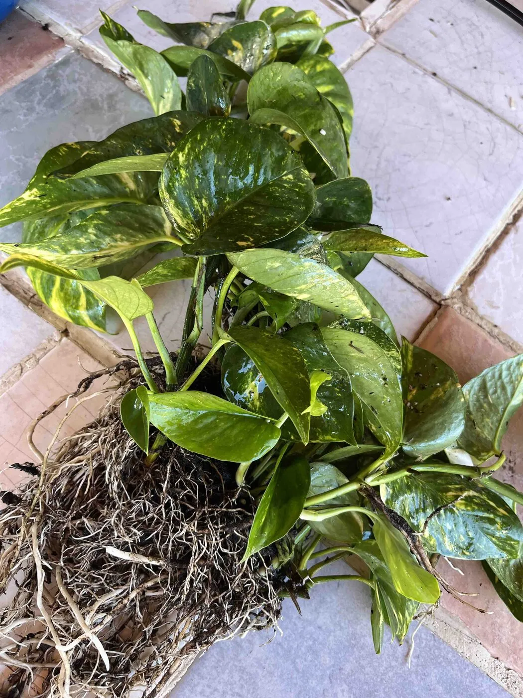 The golden pothos out of its pot with the soil washed off its roots.
