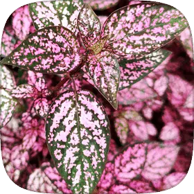 Hypoestes leaves freckled in pink and green.