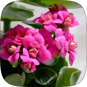 Thick, scalloped kalanchoe leaves.