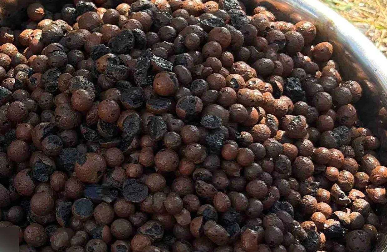 Close-up of wet, rounded brown LECA pebbles in a metal colander