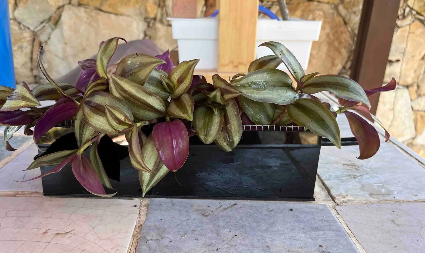 A black planter of striped purple and green tradescantia growing in LECA clay pebbles, on a stone bench
