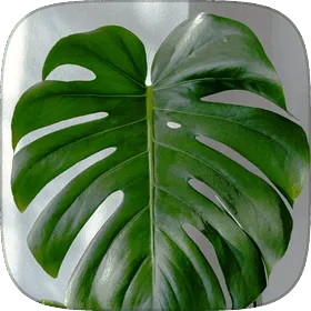 A split Monstera leaf.