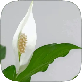 Glossy peace lily foliage with a white spathe.