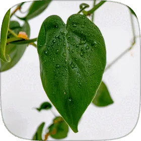 Glossy heart-shaped philodendron foliage.