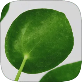 Round, coin-shaped pilea leaves on upright stems.