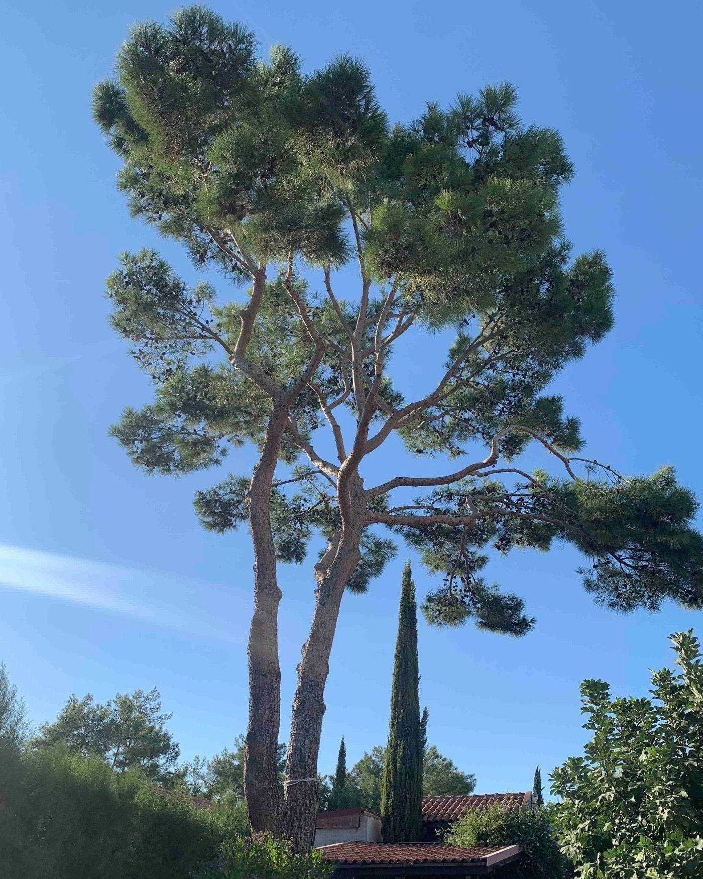 A tall twin-trunked pine standing against a clear sky, the tiled roof of a house below it.