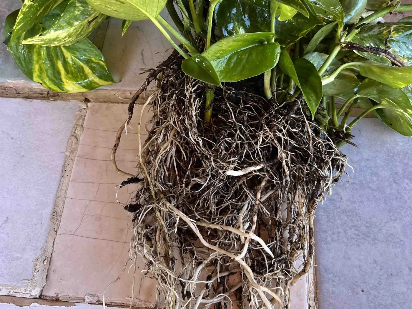 A golden pothos out of its pot on a tiled bench, with a deep, dense mass of tangled roots and soil below the leaves.