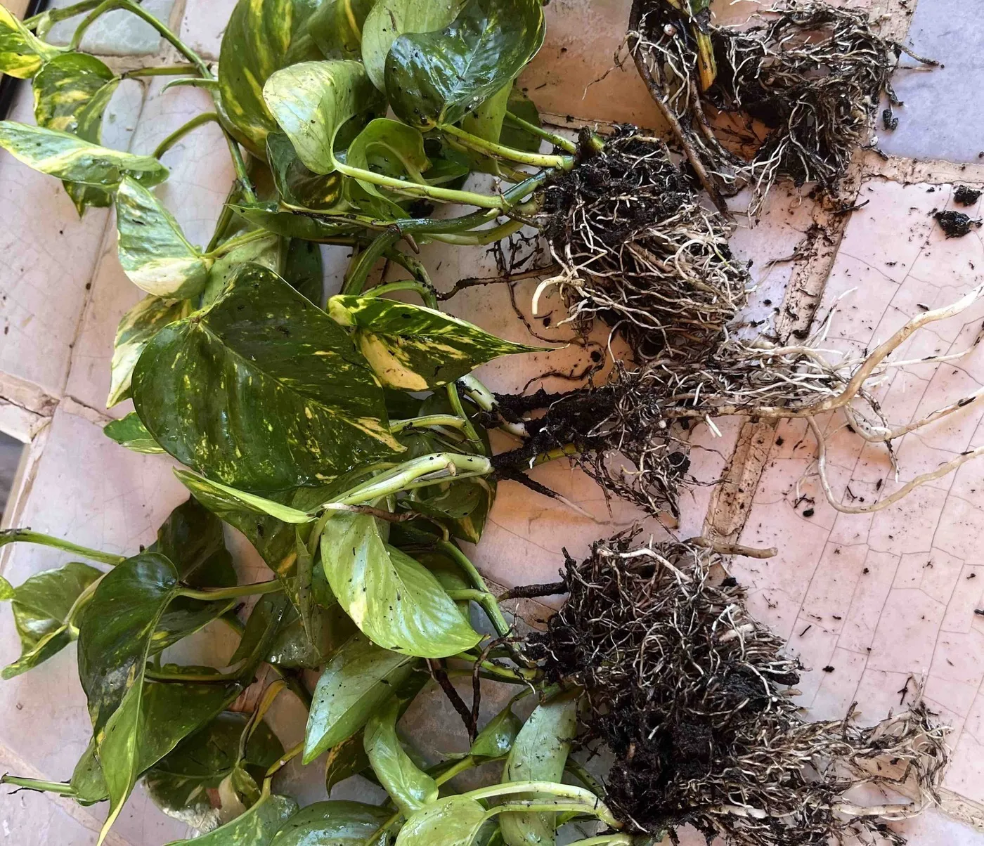 Golden pothos divided into four clumps, their roots washed, on a tiled bench.