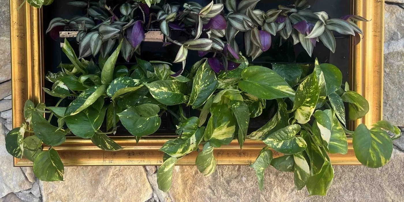 The bottom row of Sam on planting day: golden pothos filling both planters and trailing over the bottom of the gold frame.