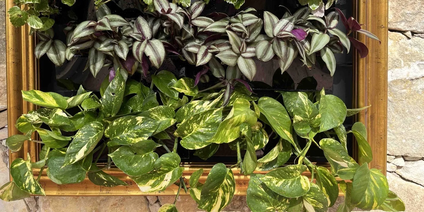 The bottom row of Sam on day 9: golden pothos as full as on planting day, trailing over the gold frame.