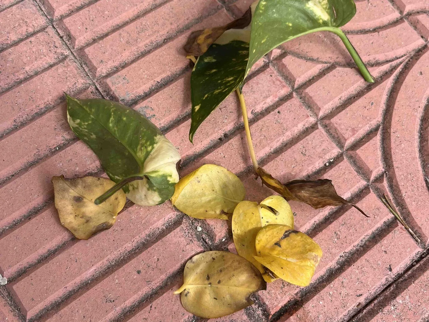 Yellowed and spotted golden pothos leaves trimmed from Sam, lying on pink patterned paving.