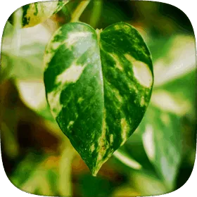 A heart-shaped pothos leaf splashed with cream variegation.