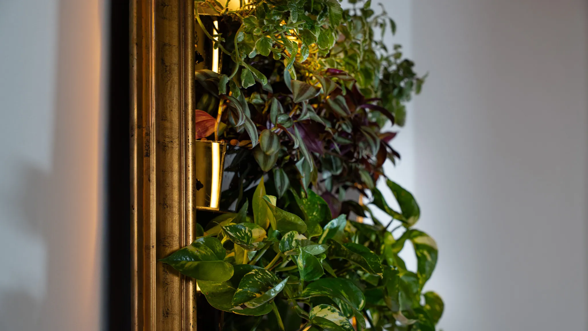 The edge of the gilt frame, with tradescantia and pothos leaves spilling over it.