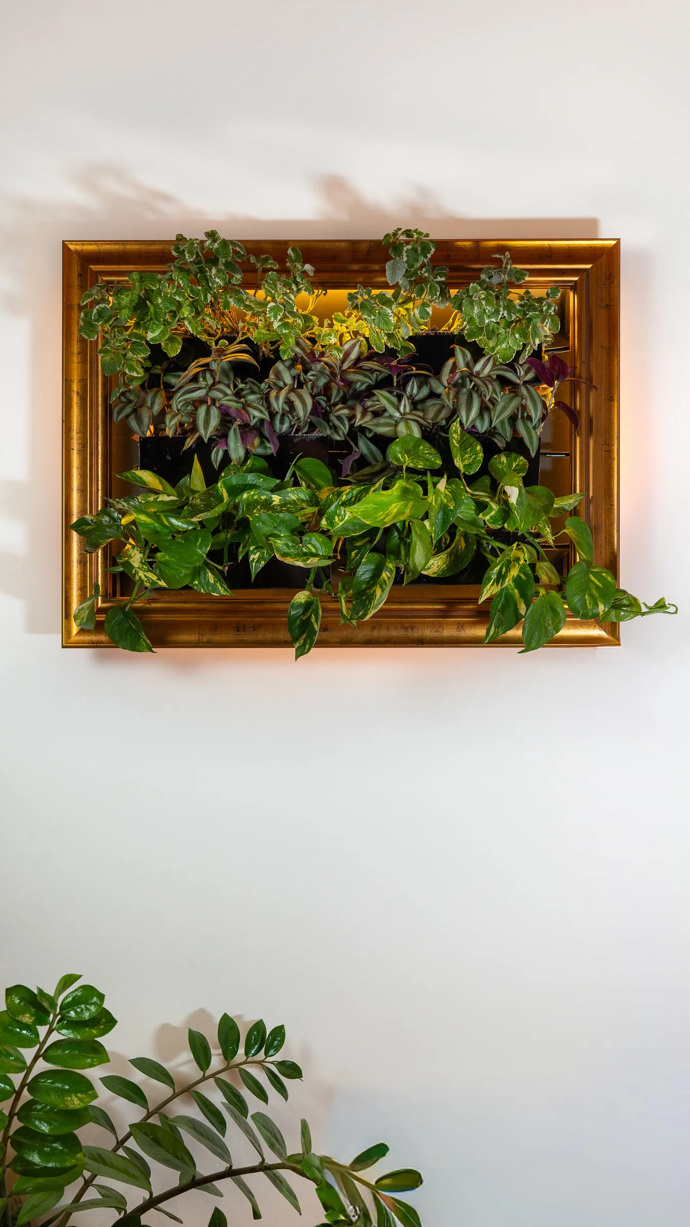 The prototype hanging on a white living-room wall in daylight, a ZZ plant in the corner.