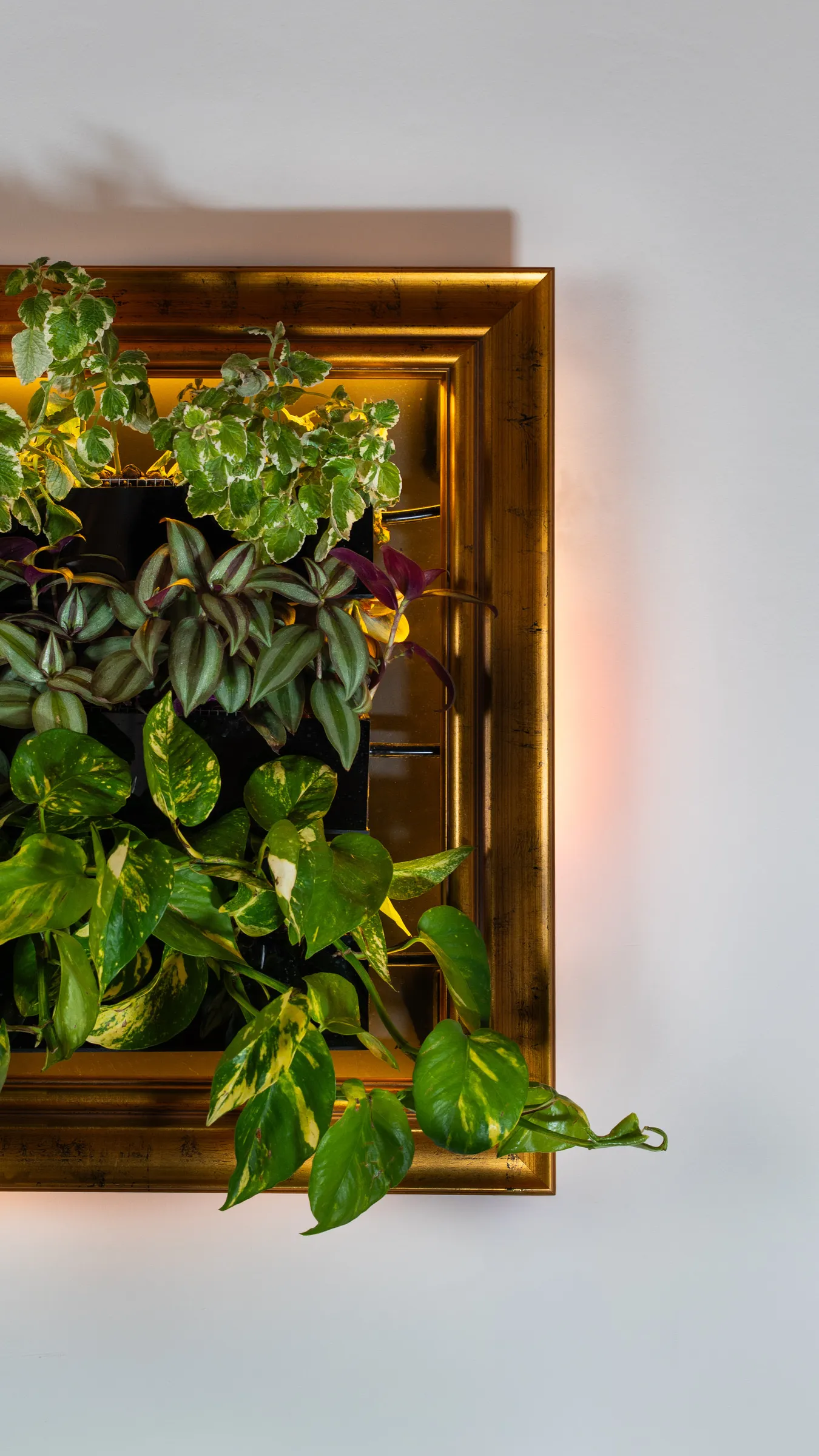Close view of the prototype: Swedish ivy, striped tradescantia and golden pothos inside a gilt frame.