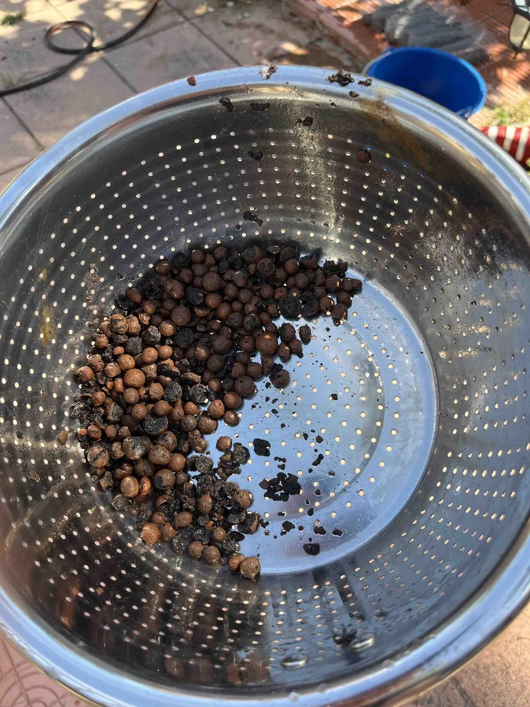 Brown LECA clay pebbles being rinsed in a steel colander.