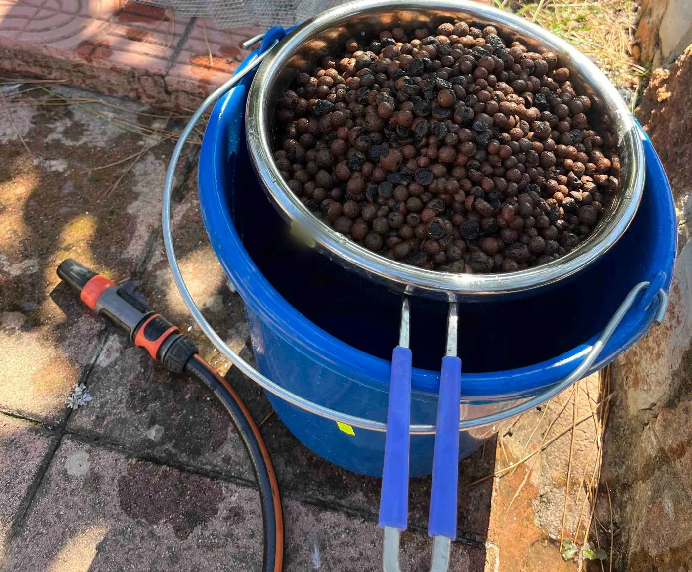 A metal colander full of LECA sitting on top of a blue bucket, with a garden hose beside it