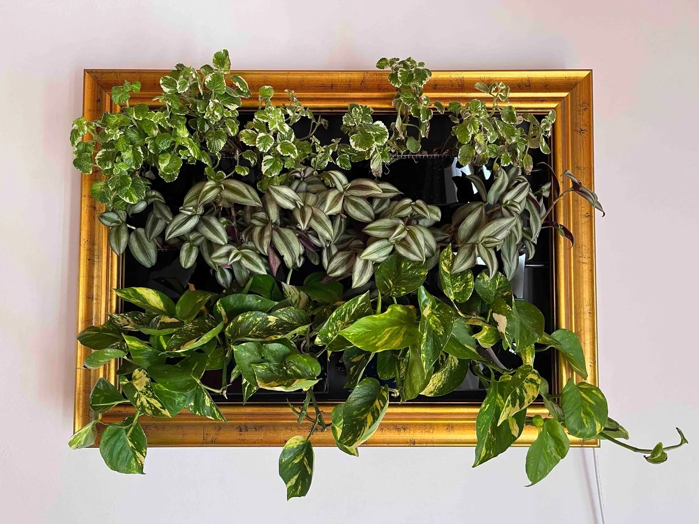 Sam straight on, sixteen days after planting: variegated Swedish ivy, a dense band of striped tradescantia and golden pothos trailing below a gold picture frame on a white wall.