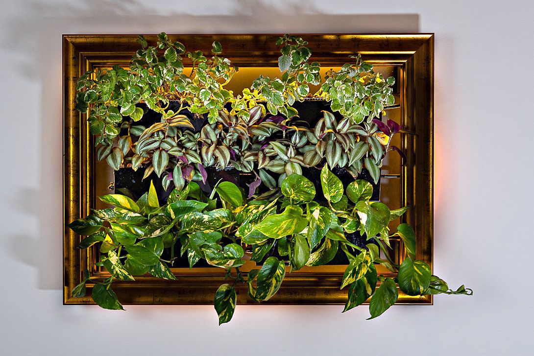 A Meadori prototype on a white wall: a gold picture frame holding three rows of living plants, variegated ivy on top, silver-and-purple tradescantia in the middle and golden pothos spilling over the bottom.