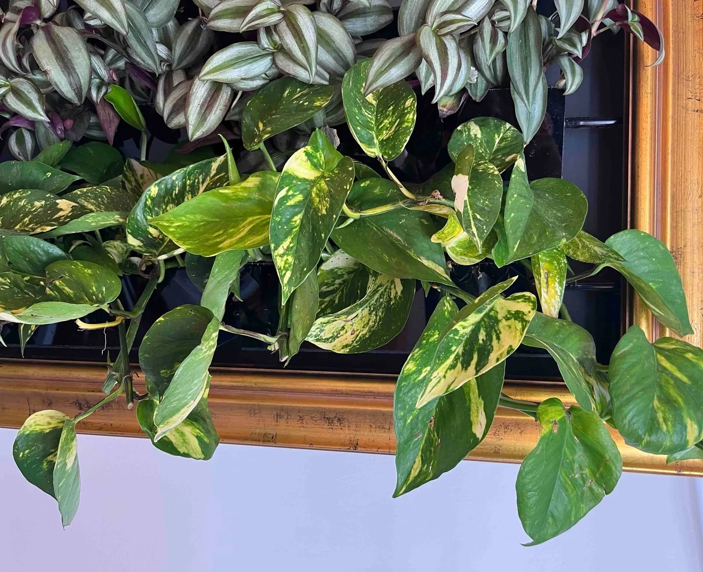 Golden pothos on Sam on day 16: heart-shaped leaves streaked with yellow spilling over the bottom of the gold frame onto a white wall.