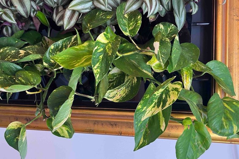 Golden pothos leaves, green streaked with yellow, spilling over the bottom of a gold frame.