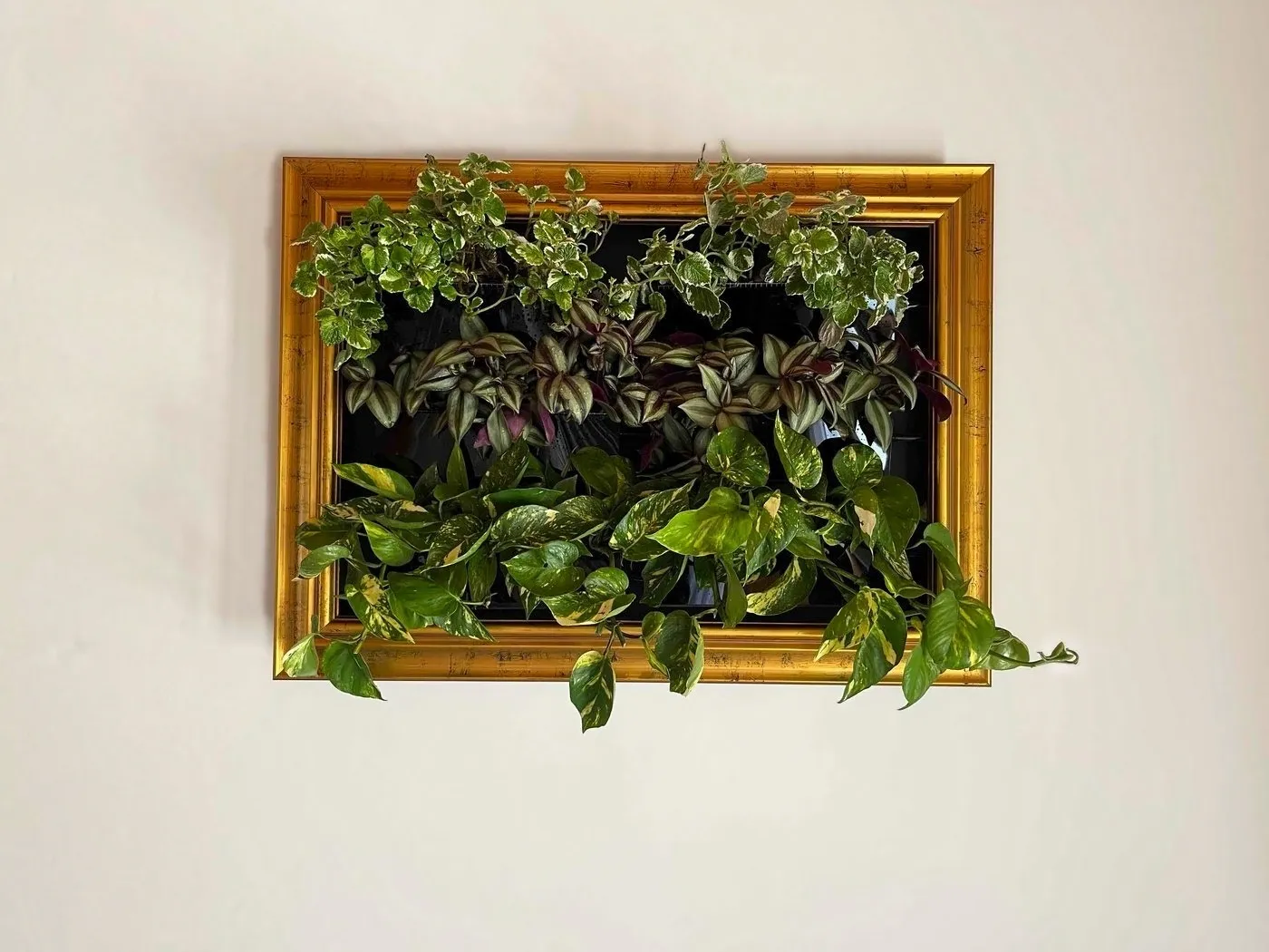 Sam, Meadori's second prototype, on a white living room wall: a gold picture frame holding three rows of plants. Variegated Swedish ivy on top, silver-and-purple tradescantia in the middle, golden pothos spilling over the bottom.