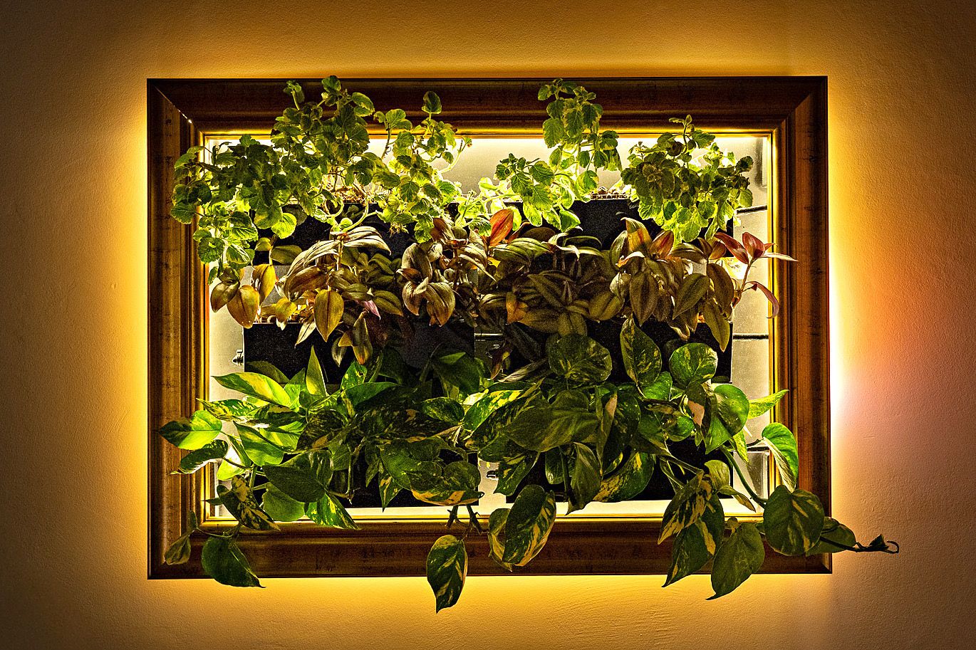 The same framed wall of plants in the evening, a warm backlight glowing around the gold frame and lighting the leaves from behind.