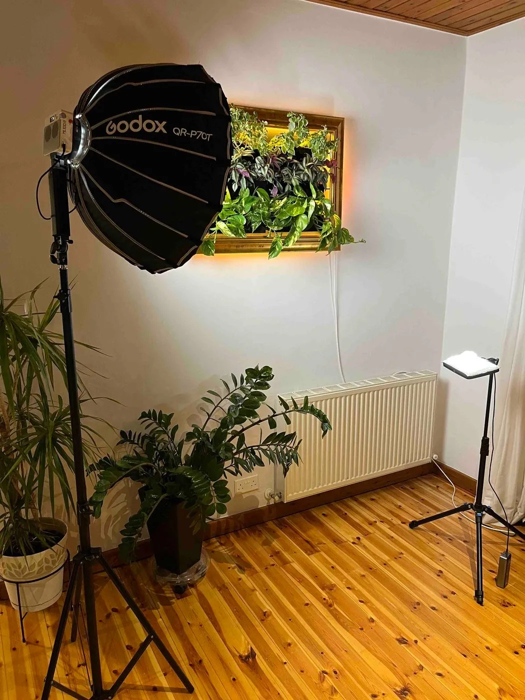 A softbox on a stand facing Sam, which glows on the living room wall behind it, with houseplants and a radiator below.